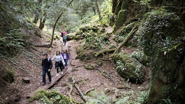 Family break in the Forest of Dean - explore Puzzlewood 